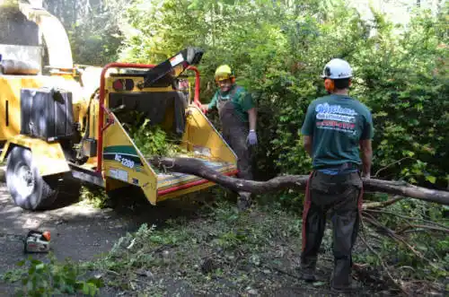 tree services Coconut Creek